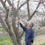 「野がけ桜」は成長の証 35年守る伊賀市の米井さん