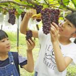 名張・青蓮寺ブドウ狩り 半世紀迎える