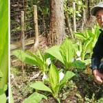 大きな葉に包まれミズバショウ開花 伊賀市東谷