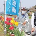 住民育てたチューリップ3色2000株 伊賀市依那具で