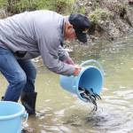 稚アユを放流 釣り6月7日解禁 伊賀川漁協