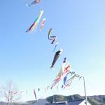 大空泳ぐ70匹 名張市百合が丘にこいのぼり