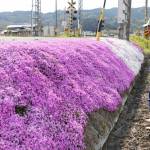 芝桜が満開 名張市矢川の農道で