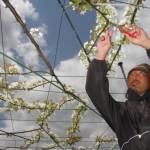 「白鳳梨」の摘花作業が最盛期 伊賀市羽根で