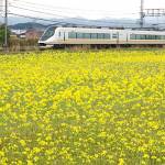 菜の花の黄色一面に 名張市新田