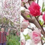 見応え十分 ハナモモ満開 名張市の 小林さん