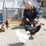 4羽のウコッケイと今日も一緒 伊賀市の陶山さん家族