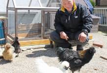 4羽のウコッケイと今日も一緒 伊賀市の陶山さん家族