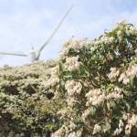 山肌彩るアセビ 青山高原で見頃