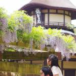 鮮やかな紫 上野公園の藤 初夏の風に静かに揺れる