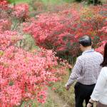 1万5千本のツツジ開花 伊賀の余野公園で