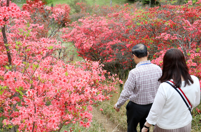 1万5千本のツツジ開花 伊賀の余野公園で 伊賀タウン情報 You