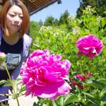 シャクヤク鮮やか大輪 名張の地蔵院青蓮寺