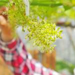 ブドウの花 愛らしく咲く 名張の青蓮寺湖観光村