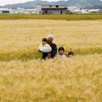 一面の麦畑 収穫期迎える 伊賀市川合で