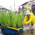 「花筏」今年も登場 涼しげにゆらり 名張の簗瀬水路