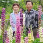 譲り受けたルピナス 天に向かい鮮やかに 名張・尾山さん夫妻