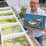 メダカ同好会の活動心待ち 自宅で数百匹飼育 名張の丸岡さん