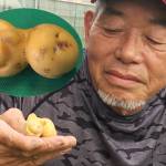 「まるで豚みたい」ひょっこり顔出したジャガイモ