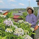 アジサイ1千株 伊賀市の森岡さん方