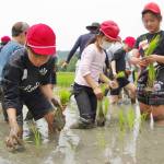 児童が田植え体験 「感触だけでも」 名張の薦原小