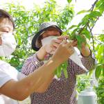 「甘く育ってね」 桃に袋掛け 名張の箕曲小