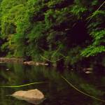 初夏彩るホタル 宇陀・室生龍口の阿清水川