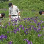 高校生が作業に汗 県天然記念物のノハナショウブ群落で 伊賀市西之澤