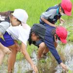 生き物見つけた 田んぼで調査 名張・薦原小