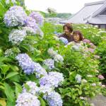 1200株のアジサイ 色づき咲き誇る 名張の弥勒寺
