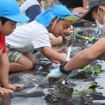 「秋が楽しみ」園児がサツマイモ定植 伊賀・あやま保育所