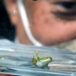 モリアオガエル 今年も見つけたよ 伊賀市奥馬野で