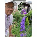 見事なチドリソウ 名張市の中野さん方