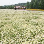 3万株の白いじゅうたん カモミール満開 メナード青山