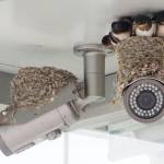 防犯カメラ上にツバメのヒナが「密」 名張のコンビニで