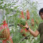 「空中栽培」小玉スイカ 11日初出荷 名張の風農園