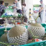 美旗メロン直売開始 名張市特産