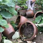 見頃直前にイノシシ被害 名張・地蔵院青蓮寺のハス