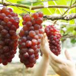 赤目四十八滝、青蓮寺ブドウ狩り 8月客入り前年比4割増