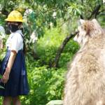 桃を食べた動物は? 児童が獣害学ぶ 箕曲小