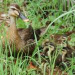 側溝に転落のカルガモのヒナ7羽 市民が救助 名張市