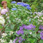 鮮やかにアジサイ開花 珍しい品種も 伊賀市猿野の澤さん