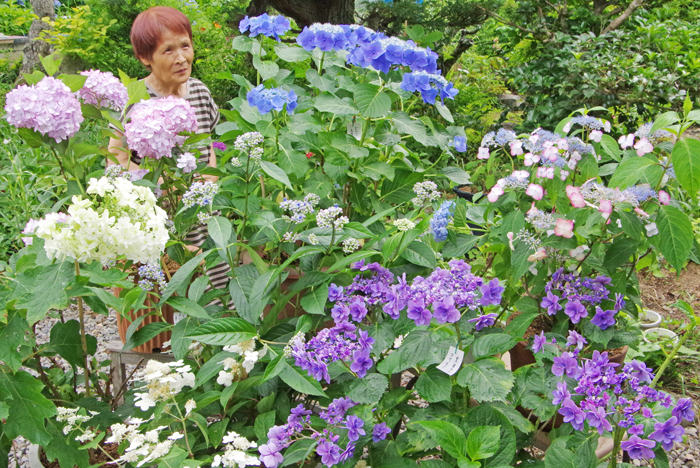 鮮やかにアジサイ開花 珍しい品種も 伊賀市猿野の澤さん 伊賀タウン情報 You