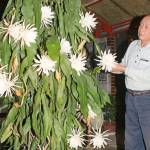 月下美人 今年も咲きました 名張の坂本さん方