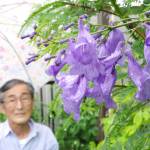 ジャカランダ 7年目で初開花 宇陀市の澤田さん