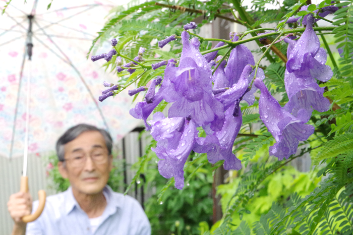 ジャカランダ ７年目で初開花 宇陀市の澤田さん 伊賀タウン情報 You