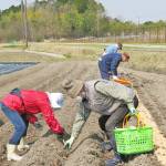 農園芸ジョブトレーナー 研修会の受講生募る