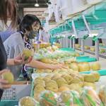 伊賀ブランド「白鳳梨」 出荷始まる 伊賀市羽根で