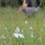 翼広げ飛び立つよう サギソウ見頃 上野森林公園
