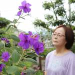 中南米原産の1日花 鮮やかシコンノボタン 名張の竹中さん方